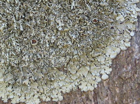 I ricami di un lichene su una pietra d'angolo all'entrata di un campo di grano: un amico che li studia mi ha detto che sono indice di poco inquinamento; mi auguro che abbia ragione!