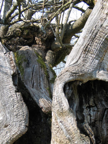 Un vecchio albero dai rami contorti